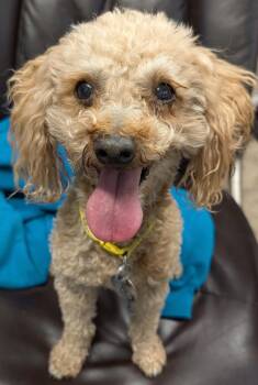 Dexter -  Poodle Dog for Adoption in Carson City, Nevada - Dexter | PetCurious