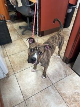 Rescue Mixed Breed Dogs for Adoption in Cincinnati, Ohio - Class President | PetCurious