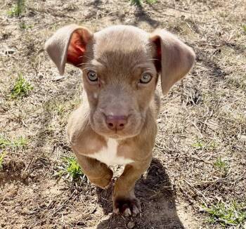 Dachshund Dogs Available for Adoption in Milton, Georgia - Turnip | PetCurious