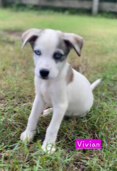 Vivian -  Husky Dog for Adoption in Alexander, Arkansas - Vivian | PetCurious