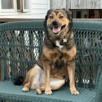 Tillie -  German Shepherd Dog and Australian Shepherd Dog for Adoption in Manhasset, New York - Tillie | PetCurious