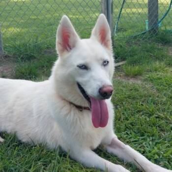 Rescue Siberian Husky Dogs for Adoption in Savannah, Georgia - Ellie Morgan | PetCurious