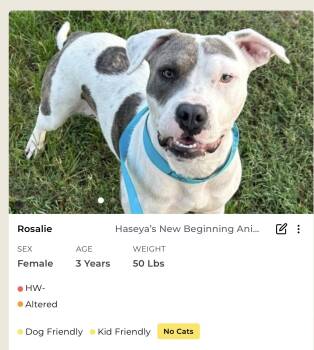 Rescue Mixed Breed Dogs for Adoption in Rayne, Louisiana - Rosalie | PetCurious