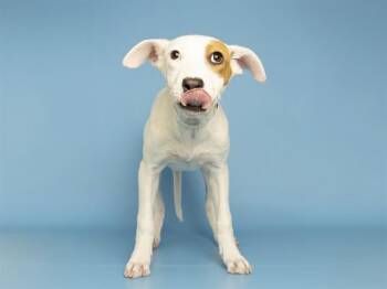 Australian Cattle Dog Blue Heeler Dogs Available for Adoption in Phoenix, Arizona - GEM | PetCurious