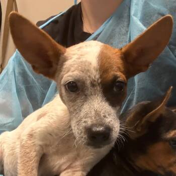 Gherkin -  Australian Cattle Dog Blue Heeler Dog for Adoption in Yuma, Arizona - Gherkin | PetCurious