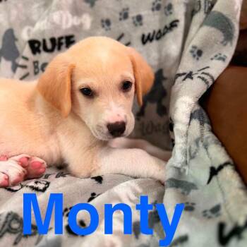 NY Monty Avail Aug 26 (MTK Hotel Mount Kisco NY) -  Yellow Labrador Retriever Dog for Adoption in Eastford, Connecticut - NY Monty Avail Aug 26 (MTK Hotel Mount Kisco NY) | PetCurious