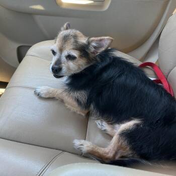 Yorkshire Terrier and Chihuahua Dogs Available for Adoption in Greensboro, North Carolina - Fennec Fox (Infinity) | PetCurious