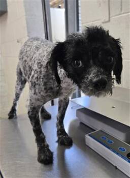 BENNY BEAR -  Shih Tzu Dog Available for Adoption in San Bernardino, California - BENNY BEAR | PetCurious