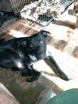 Black Labrador Retriever Dogs Available for Adoption - Butler | PetCurious