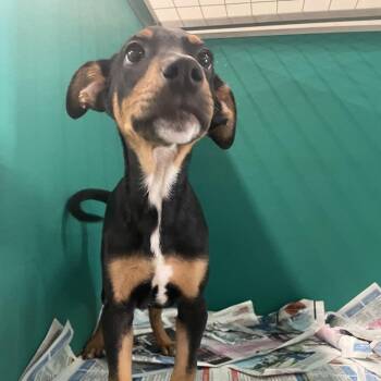 Doberman Pinscher Dogs Available for Adoption - Dobby | PetCurious