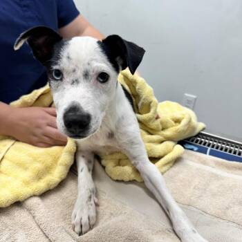 Mickey -  Border Collie Dog for Adoption in St. Augustine, Florida - Mickey | PetCurious