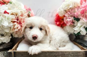 Labrador Retriever and Great Pyrenees Dogs Available for Adoption in Newberg, Oregon - Abbot | PetCurious