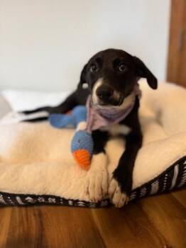 Mixed Breed Dogs Available for Adoption in Cincinnati, Ohio - Dottie | PetCurious