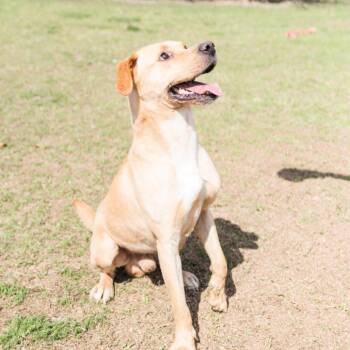 Yellow Labrador Retriever Dogs Available for Adoption in Valdosta, Georgia - Joe | PetCurious