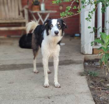 Rescue Border Collie Dogs for Adoption in The Woodlands, Texas - Gem | PetCurious