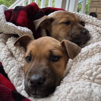 Mixed Breed Dogs Available for Adoption in Aberdeen, North Carolina - Blossom | PetCurious