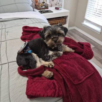 Yorkshire Terrier and Mixed Breed Dogs Available for Adoption in Broken Arrow, Oklahoma - Ozzy | PetCurious