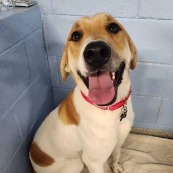 Cooper Spots -  Great Pyrenees and Mixed Breed Dog for Adoption in Falls Church, Virginia - Cooper Spots | PetCurious