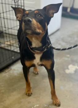 Toby -  Shepherd Dog for Adoption in Chesterfield, South Carolina - Toby | PetCurious