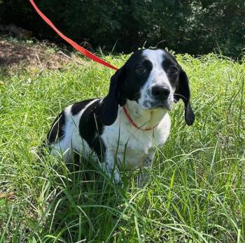 260498  Everest -  Basset Hound and Beagle Dog for Adoption in Wetumpka, Alabama - 260498  Everest | PetCurious