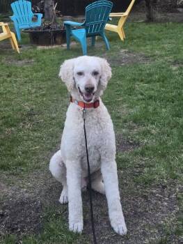 Dilbur -  Standard Poodle Dog for Adoption in Courtice, Ontario - Dilbur | PetCurious