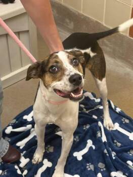 Tula -  Hound Dog for Adoption in Winchester, Virginia - Tula | PetCurious