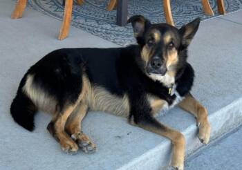Rescue German Shepherd Dog and Australian Shepherd Dogs for Adoption in Boulder, Colorado - Teddy - German / Aussie Shepherd Mix | PetCurious