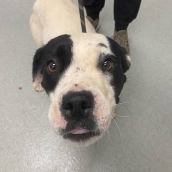 Pit Bull Terrier Dogs Available for Adoption in Abilene, Texas - Dot | PetCurious