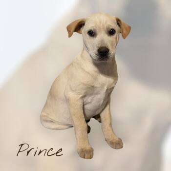 Rescue Yellow Labrador Retriever Dogs for Adoption in Salamanca, New York - Prince | PetCurious