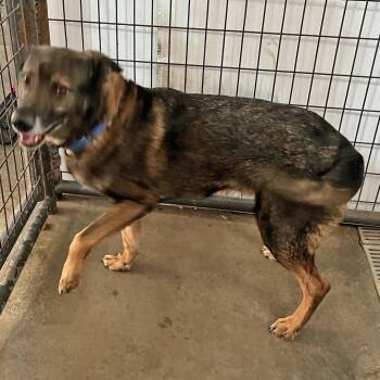 German Shepherd Dog Dogs Available for Adoption - Boss | PetCurious