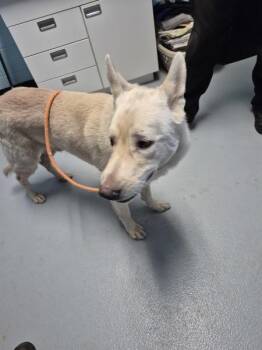 Pen 143 -  Shepherd Dog for Adoption in Lawrenceville, Georgia - Pen 143 | PetCurious