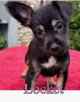 Locket -  Terrier and Schnauzer Dog for Adoption in Brookshire, Texas - Locket | PetCurious