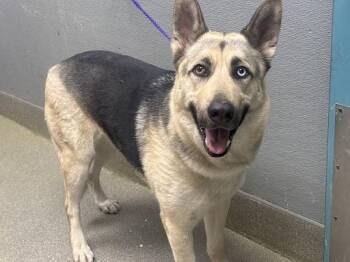 German Shepherd Dog and Mixed Breed Dogs Available for Adoption - TIGRE | PetCurious