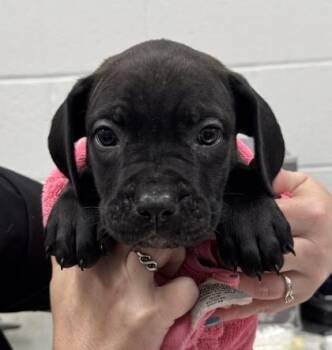Rizzo -  Mastiff and Mixed Breed Dog for Adoption in Kansas City, Missouri - Rizzo | PetCurious