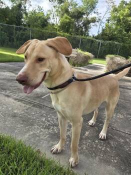 SAM -  Labrador Retriever and Mixed Breed Dog for Adoption in Houston, Texas - SAM | PetCurious