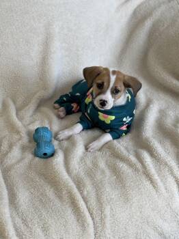 Terrier Dogs Available for Adoption in Plainfield, Illinois - Magnolia | PetCurious