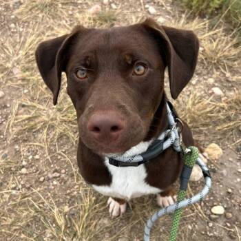 Vander -  Mixed Breed Dog for Adoption in Fort Collins, Colorado - Vander | PetCurious