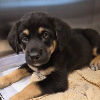 Sebastian -  Mixed Breed Dog for Adoption in Bentonville, Arkansas - Sebastian | PetCurious