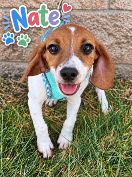 Nate -  Beagle and Dachshund Dog for Adoption in Lee