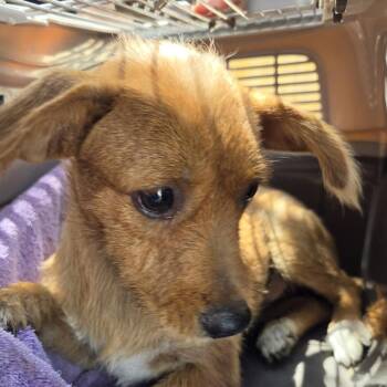 Bibble -  Mixed Breed Dog for Adoption in Leander, Texas - Bibble | PetCurious