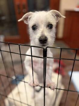 Rescue Terrier and Chihuahua Dogs for Adoption in Eugene, Oregon - Huck | PetCurious