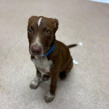 Zion -  Mixed Breed and Pit Bull Terrier Dog for Adoption in Ardmore, Oklahoma - Zion | PetCurious
