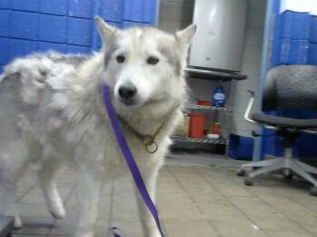 AUBREY -  Siberian Husky Dog for Adoption in Albuquerque, New Mexico - AUBREY | PetCurious