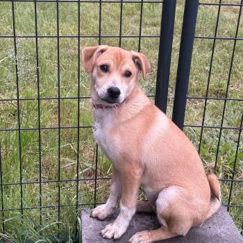 Retriever Dogs Available for Adoption in Manchester, New Hampshire - Milky In NH. Come Meet Our Adoptable Dogs Wednesday-Saturday. Mo | PetCurious