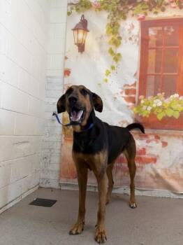 AXEL -  German Shepherd Dog Dog for Adoption in San Bernardino, California - AXEL | PetCurious