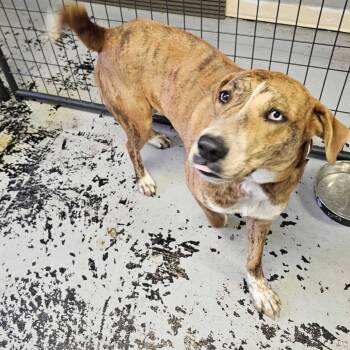 Rescue Mixed Breed Dogs for Adoption in Summerlee, West Virginia - Ivy Grace | PetCurious
