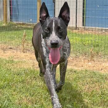 Harold -  Mixed Breed Dog for Adoption in Leander, Texas - Harold | PetCurious