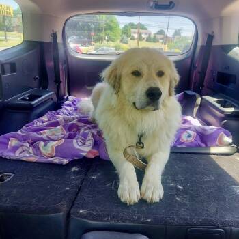 Mister - courtesy post -  Great Pyrenees Dog for Adoption in High View, West Virginia - Mister - Courtesy Post | PetCurious