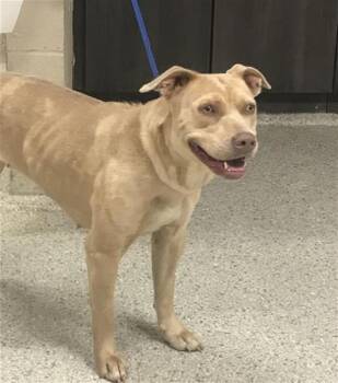 Pit Bull Terrier and Mixed Breed Dogs Available for Adoption in Conroe, Texas - A427824 | PetCurious