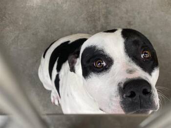 American Bulldog and Mixed Breed Dogs Available for Adoption - MR. KETCHUP | PetCurious